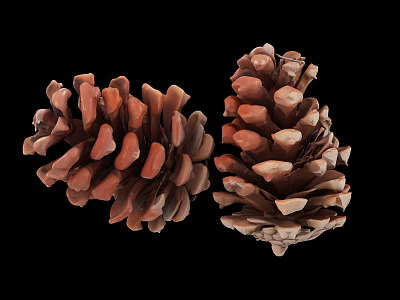 Two Natural Brown Pine Cones with Detailed Scales on Black Background 3d model