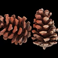 Two Natural Brown Pine Cones with Detailed Scales on Black Background
