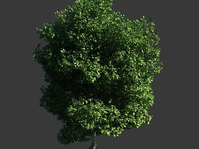 Lush Green Arbor With Dense Foliage And Strong Trunk In Natural Scene 3d model