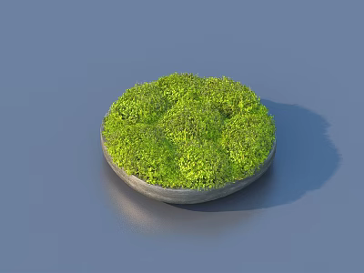Round Bonsai Plant With Lush Green Moss In Gray Container On Blue Background 3d model