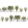 Diverse Arbor Specimens Showcasing Varied Foliage And Natural Growth Patterns 3d model