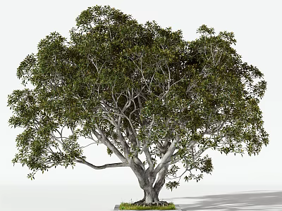 Tall Tree With Lush Green Foliage And Thick Trunk On Grass Base 3d model