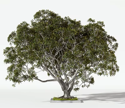 Tall Tree With Lush Green Foliage And Thick Trunk On Grass Base 3d model