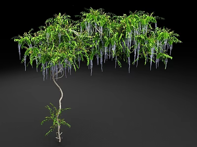 Lush Wisteria Tree With Curved Trunk Green Leaves And Purple Hanging Flowers 3d model