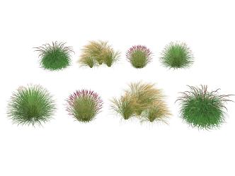 Landscape Plants Landscape Grassland Flowers Pennisetum Pink and Miscanthus Landscape Grass 3d model