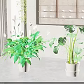 Modern Indoor Potted Plants With White Flowers Green Leaves And Monstera In White Pots