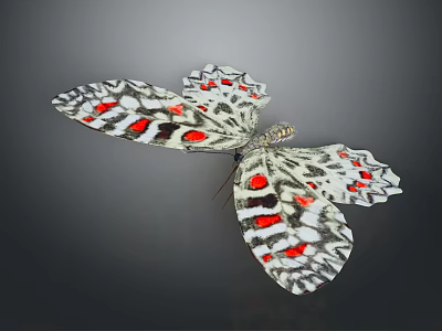 Colorful Butterfly With Red Black And White Spotted Wings And Detailed Patterns 3d model