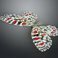 Colorful Butterfly With Red Black And White Spotted Wings And Detailed Patterns