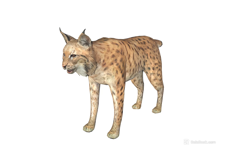 Lynx With Spotted Fur Pointed Ears And Alert Expression In Standing Posture 3d model 