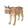 Lynx With Spotted Fur Pointed Ears And Alert Expression In Standing Posture 3d model