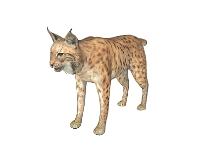 Lynx With Spotted Fur Pointed Ears And Alert Expression In Standing Posture 3d model