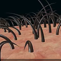 Microscopic View of Skin and Hair Structure With Curved Black Hairs on Textured Surface