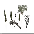 Collection of Various Plants Including Cypress Trees Olive Tree Dry Branches and Tree Roots