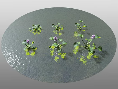 Aquatic Water Plants With Green Leaves And Purple Blooms Floating On Calm Water Surface 3d model