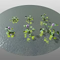 Aquatic Water Plants With Green Leaves And Purple Blooms Floating On Calm Water Surface