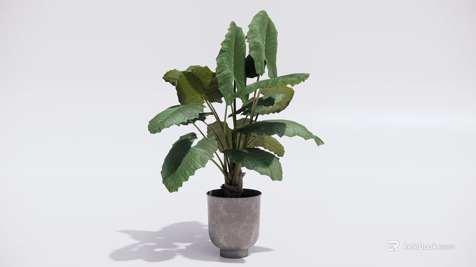Large Leaf Potted Plant With Green Foliage And Grey Ceramic Pot For Indoor Decor 3d model 