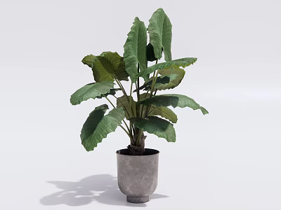 Large Leaf Potted Plant With Green Foliage And Grey Ceramic Pot For Indoor Decor 3d model