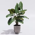 Large Leaf Potted Plant With Green Foliage And Grey Ceramic Pot For Indoor Decor