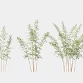 Lush Bamboo Plants with Vibrant Green Leaves and Slender Stems in Multiple Clusters