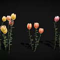 Colorful Tulips With Pink Yellow Orange Petals Green Stems And Leaves On Black Background