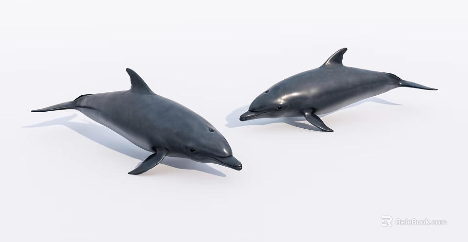 Two Realistic Gray Dolphins Aquatic Animals Swimming in White Background 3d model 