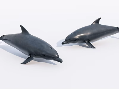 Two Realistic Gray Dolphins Aquatic Animals Swimming in White Background 3d model