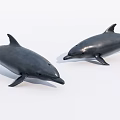 Two Realistic Gray Dolphins Aquatic Animals Swimming in White Background