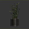 Silver Cylindrical Pot With Green Leafy Plant And Slender Stems On Dark Background