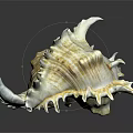Conch Shell Featuring Yellowish White Color Detailed Texture Spiky Edges And Reflection On Dark Background