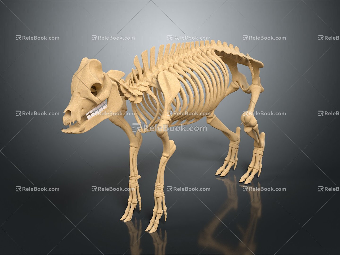 Modern Skeleton Animal Skeleton Skeleton Animal Skeleton 3d model