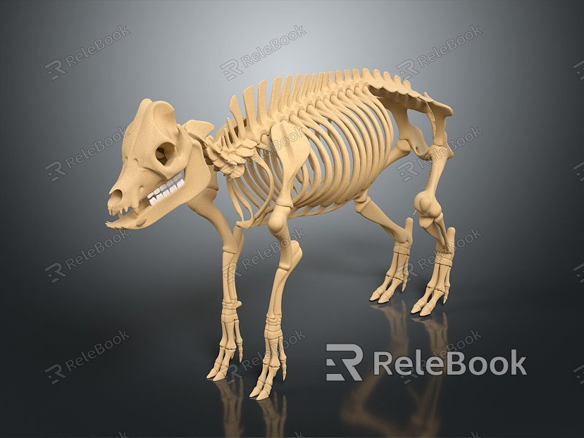 Modern Skeleton Animal Skeleton Skeleton Animal Skeleton model