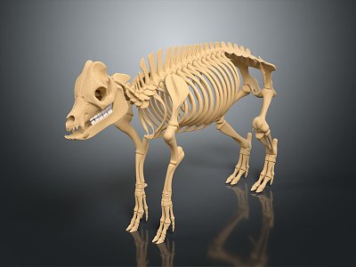 Modern Skeleton Animal Skeleton Animal Skeleton 3d model