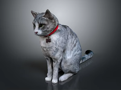 Gray Striped Cat Sitting Gracefully With Red Collar On Dark Background 3d model