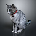Gray Striped Cat Sitting Gracefully With Red Collar On Dark Background 3d model