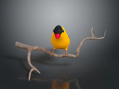 Yellow and black headed bird with red beak perched on tree branch in gray background 3d model