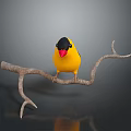 Yellow and black headed bird with red beak perched on tree branch in gray background