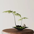 Bonsai Plant with Two Stems Green Fern Fronds Black Pot Decorative Stones and Moss