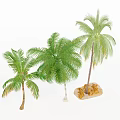 Tropical Palm Trees With Lush Green Foliage And Different Heights On Sandy Base