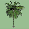 Tall Palm Tree With Lush Green Leaves And Slender Trunk On Green Background