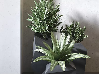 Modern Indoor Potted Plants with Green Foliage in Black Geometric Planters Against Grey Wall 3d model