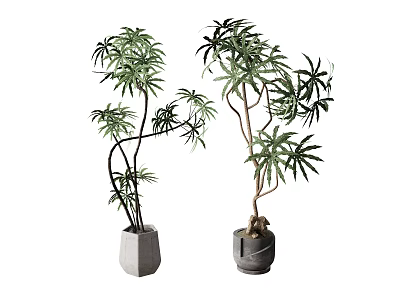 flowers and plants potted plant pot plant 3d model