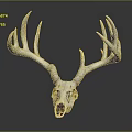 Medical Device Deer Skull Anatomical Model for Veterinary Education Teaching Tool 3d model