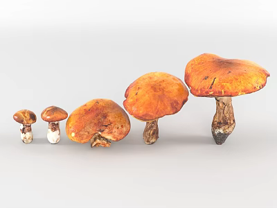 Different Sizes Of Mushrooms With Orange Caps And Brown Stems Arranged In Row 3d model