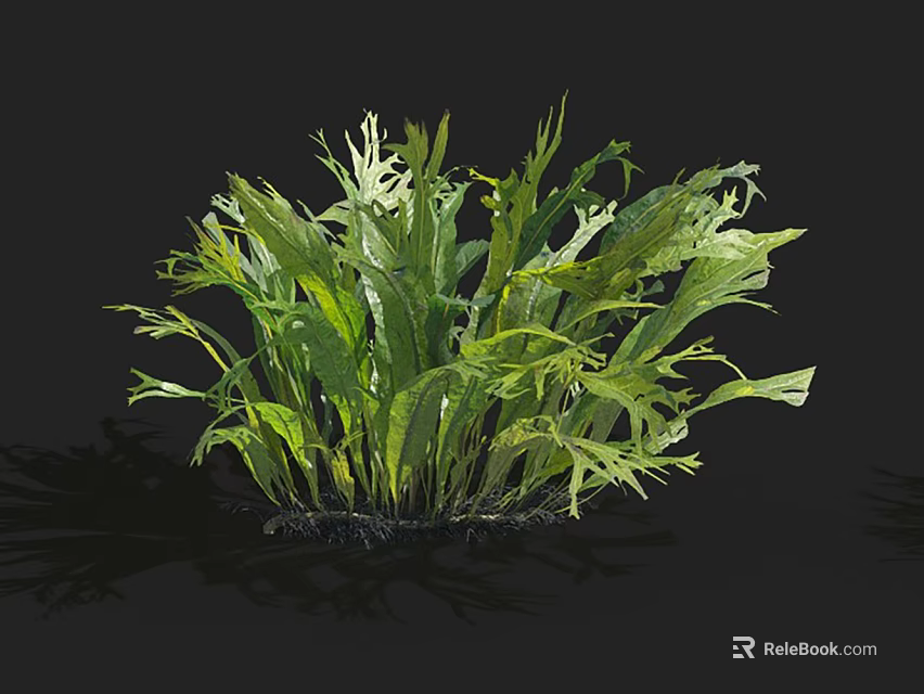 Lush Green Aquatic Plant With Varied Leaf Shapes And Fresh Growth 3d model 