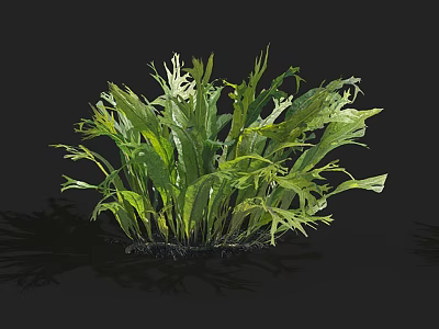 Lush Green Aquatic Plant With Varied Leaf Shapes And Fresh Growth 3d model