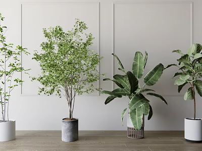 Indoor Bonsai Potted Plants With Various Green Foliage And Different Planters On Wooden Floor 3d model