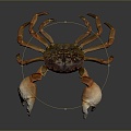 crab sea crab river crab hairy crab bread crab hermit crab big crab small crab marine animal fish 3d model