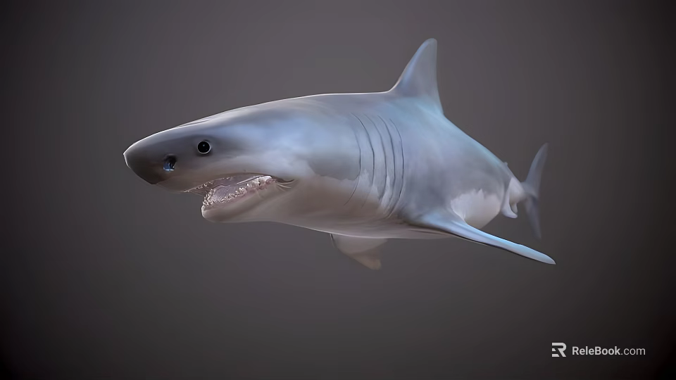 3D Shark Model With Open Mouth Sharp Teeth And Fins On Gray Background 3d model