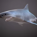 3D Shark Model With Open Mouth Sharp Teeth And Fins On Gray Background 3d model