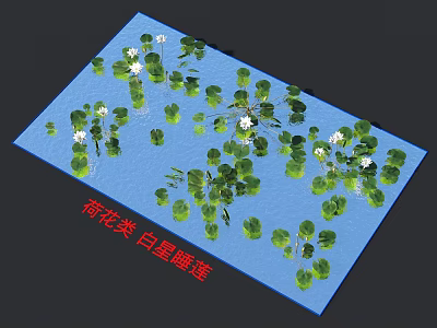 White Star Water Lily Plants With Green Leaves Floating On Blue Water Surface 3d model